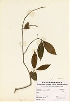 藏品(長果藤)的圖片